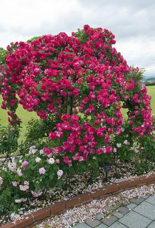 Elegant Climbing Rose Flower Seeds