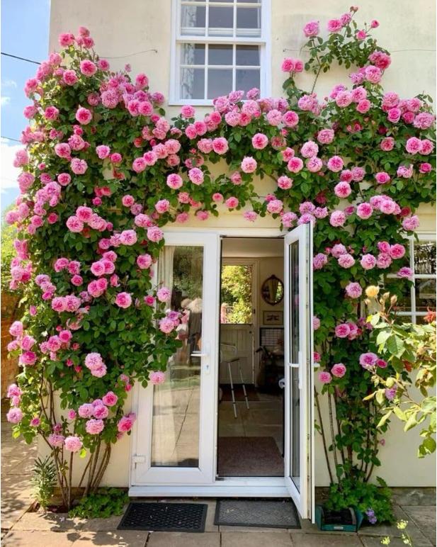 Elegant Climbing Rose Flower Seeds