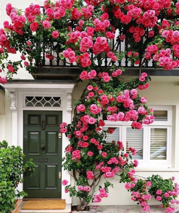 Elegant Climbing Rose Flower Seeds